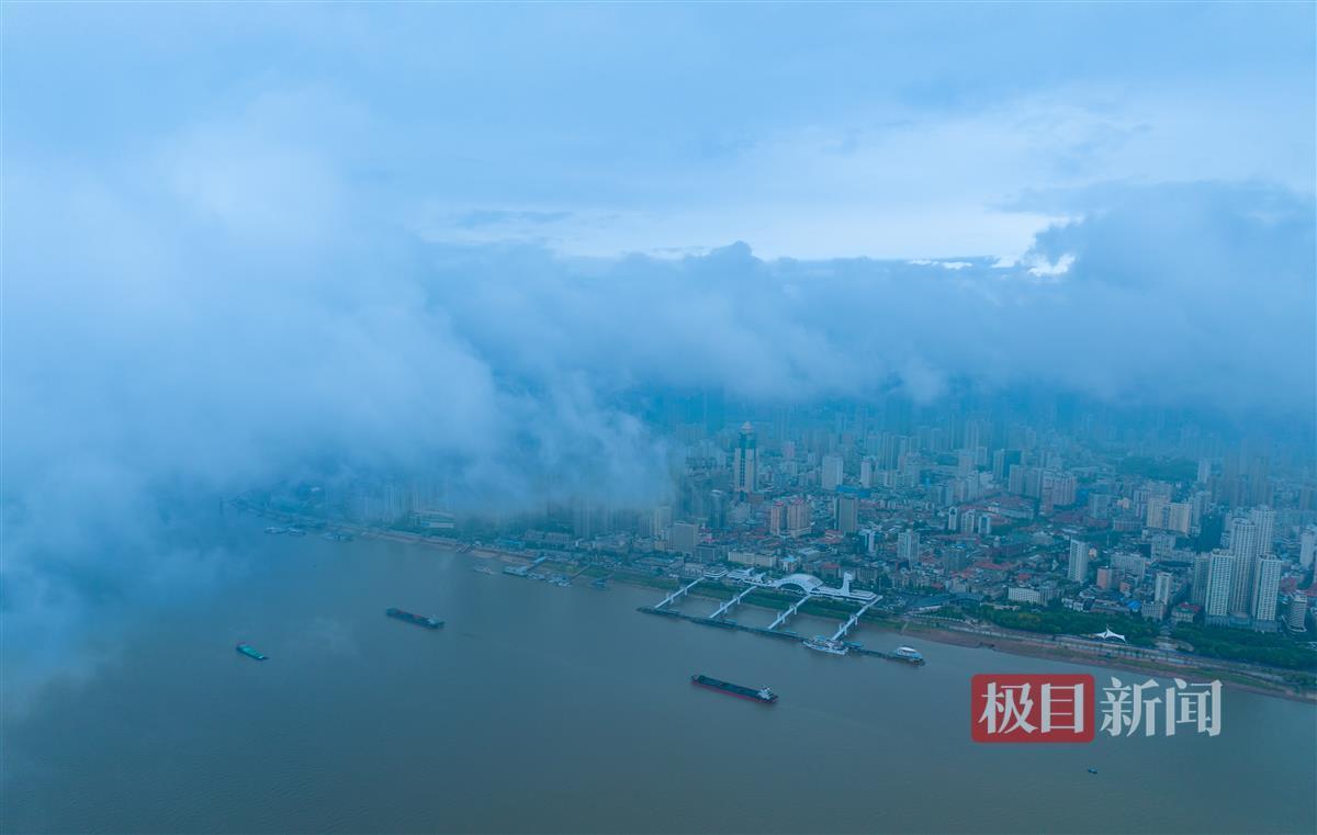皇冠菜图片